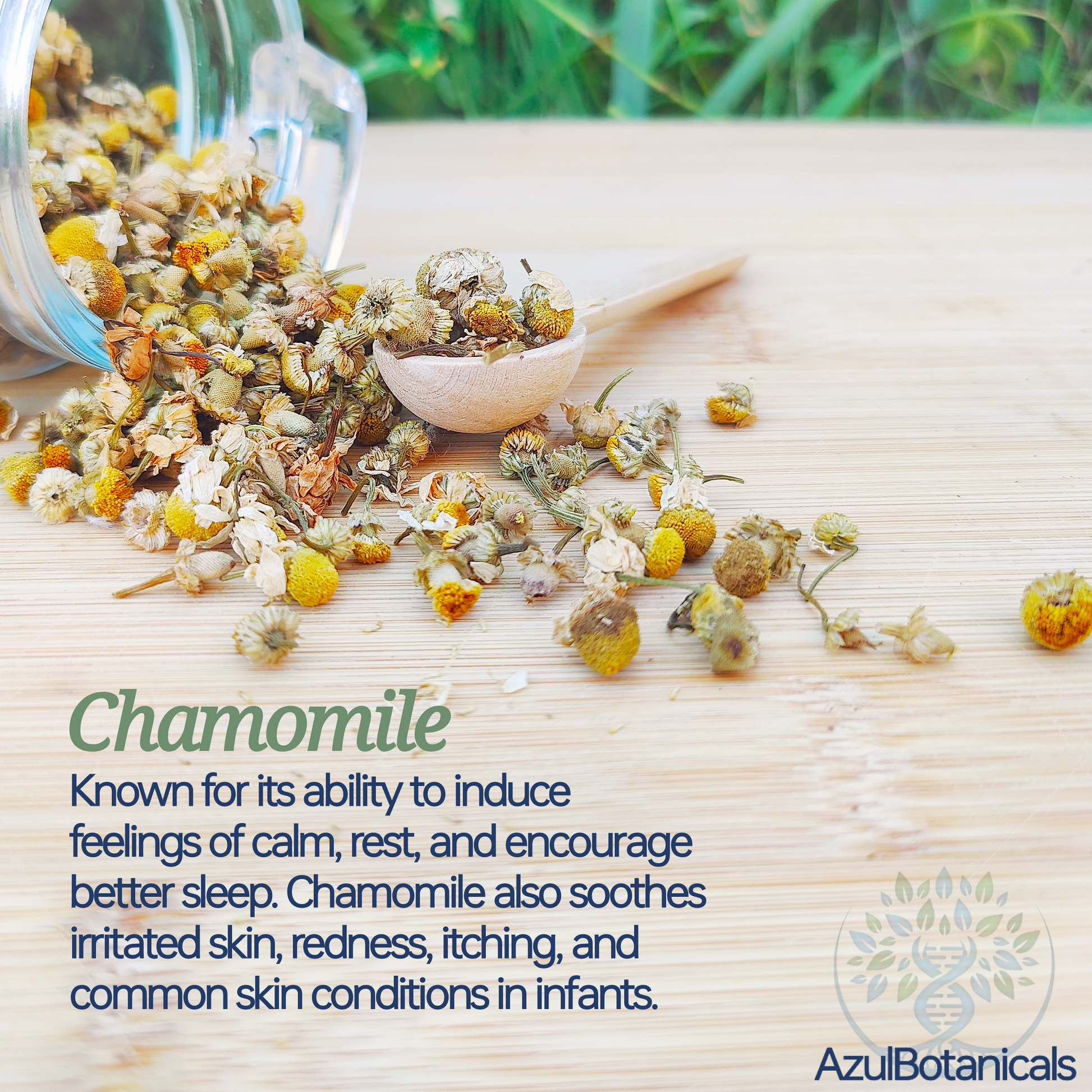 Chamomile benefits for topical use in lotion balm moisturizer